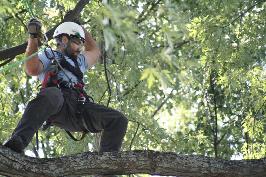 Matt Logan at the Ontario Tree Climbing Championship in Perth, 2010