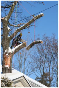 Removing a tree safely