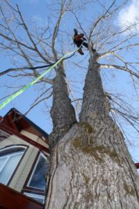 Cabling and Bracing a Maple tree