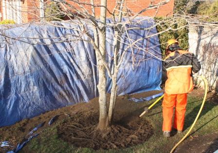Logan Tree Experts uses an air spade to safely expose the roots of a young tree in order to correct roots  and ammend the soil.