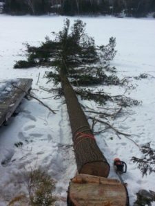 Tree down on Lake Ice