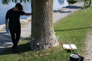 TreeAzin injection to protect against Emerald Ash Borer