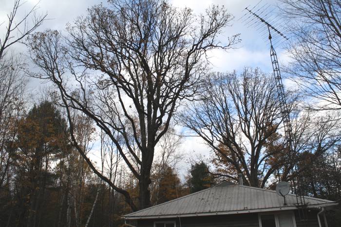 removing-the-overhanging-limbs-and-pruning-out-the-deadwood-this-oak-in-burliegh-falls