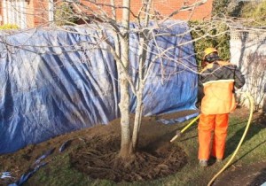 Root Excavation
