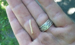 Emerald Ash Borer larvae in Peterborough ON 