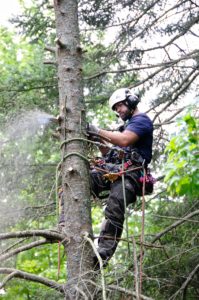 Matt Logan removal of conifer spruce