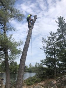 Tree removal - Logan Tree Experts