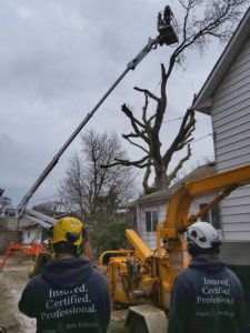 Tree removal - Logan Tree Experts - join our team