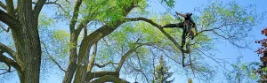 Logan Tree Experts climbing out on a limb