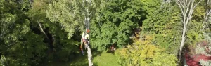 Logan Tree Experts up a tree from above