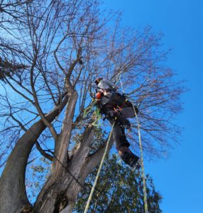 Arborist climbing into a tree