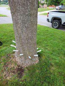 TreeAzin injections in ash tree