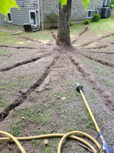 tree root excavation with airspade