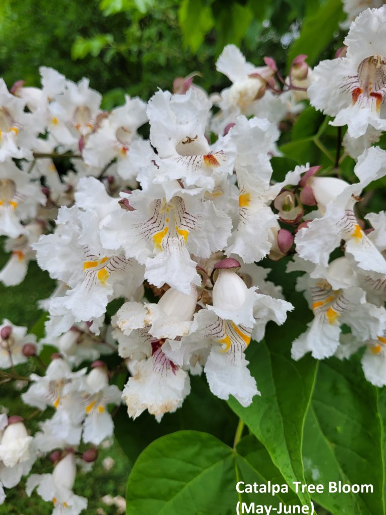 Flowering Northern Catalpa managed by Logan Tree Experts